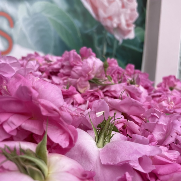 Rose Festival 2022