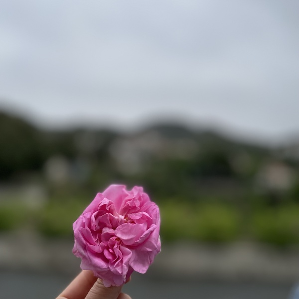Rose Festival 2022