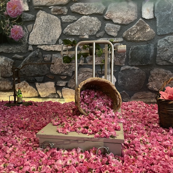 Rose Festival 2022