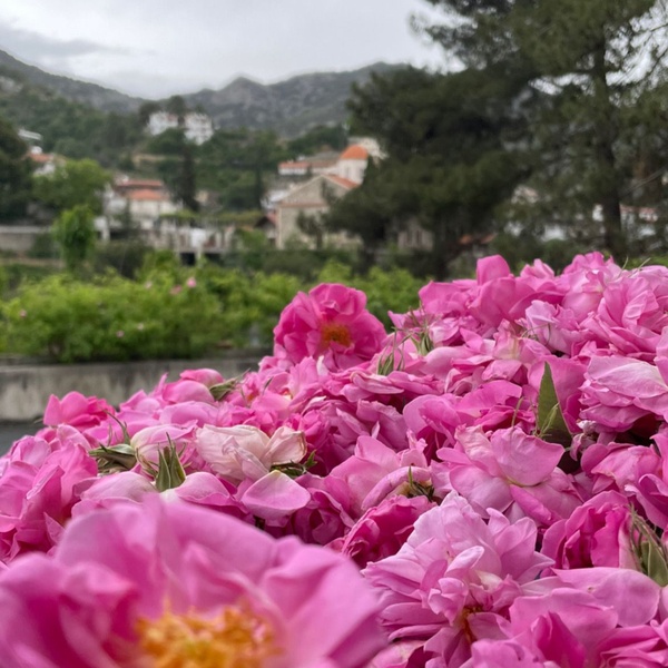 Rose Festival 2022