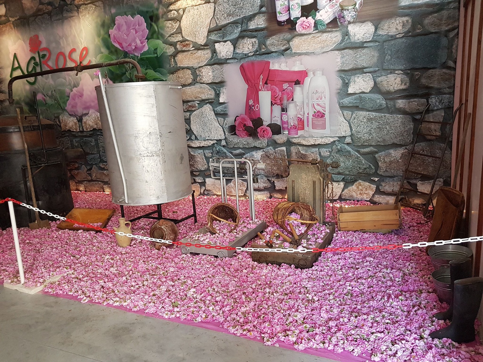 Damascus roses of Agros