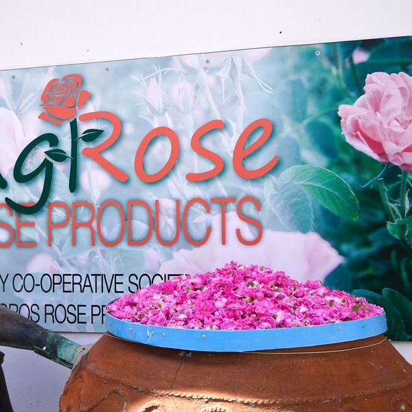 Rose Festival 2024