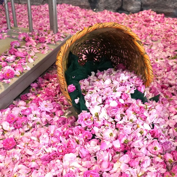 Rose Festival 2024