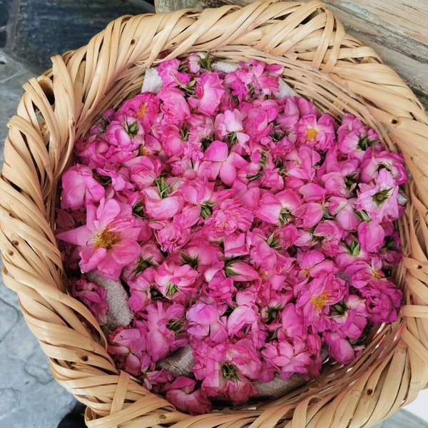 Rose Festival 2024
