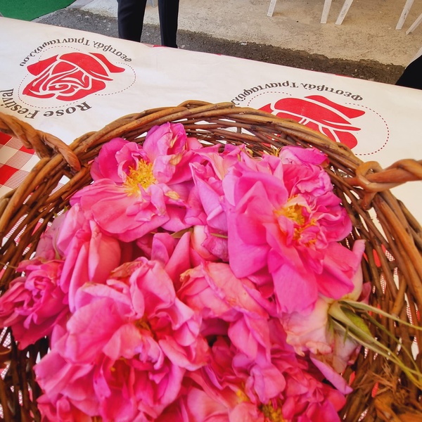 Rose Festival 2023