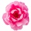 Rose Festival 2022